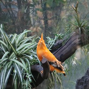 Guianan cock-of-the-rock, February 2016