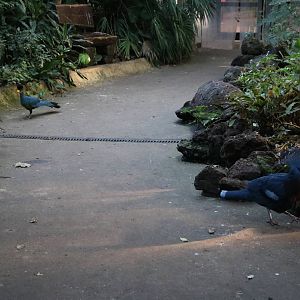 Blue giants on the path, February 2016