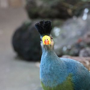 Great blue turaco, February 2016