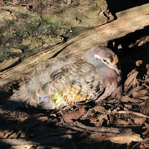 Bronzewing in the light, February 2016