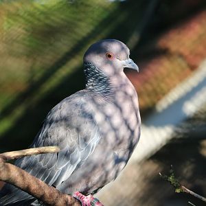 Picazuro pigeon, February 2016