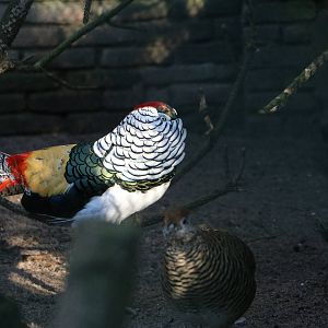 Lady Amherst's pheasant displaying, February 2016