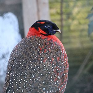 Satyr tragopan, February 2016