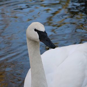 Trumpeter swan, February 2016