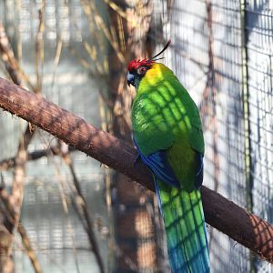 Horned parakeet, February 2016