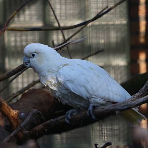 Red-vented cockatoo, February 2016