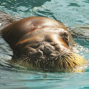 Aug. 2016 - Marine Mammals - Pacific Walrus