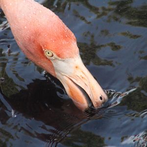 Aug. 2016 - Flights of Fancy: Brilliance of Birds - Caribbean Flamingo