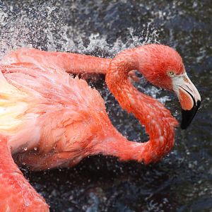 Aug. 2016 - Flights of Fancy: Brilliance of Birds - Caribbean Flamingo