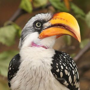 Aug. 2016 - Flights of Fancy: Brilliance of Birds - Yellow-billed Hornbill