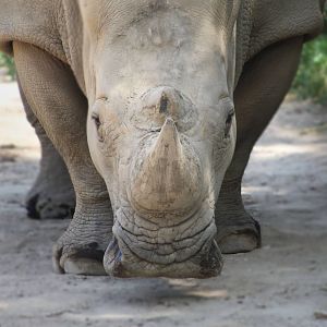 Aug. 2016 - Plains - Southern White Rhino