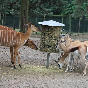 Lowland nyalas and Springboks