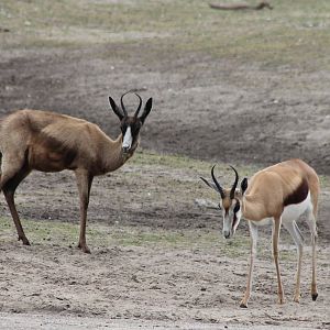 Black and normal colored Springbok