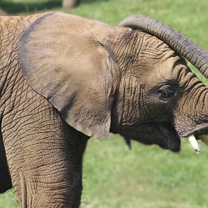 Aug. 2016 - Plains - Kalina