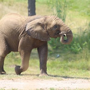 Aug. 2016 - Plains - African Elephant