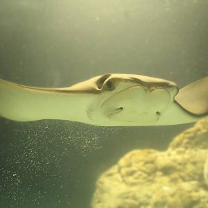 Aug. 2016 - Oceans - Cownose Ray