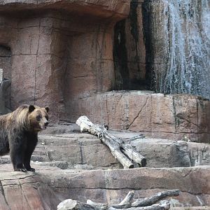 Jul. 2016 - Forests - Alaskan Brown Bear