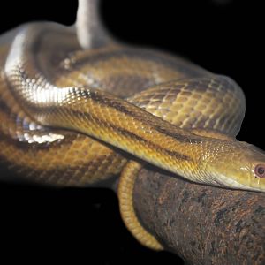 Aug. 2016 - Desert - Everglades Rat Snake