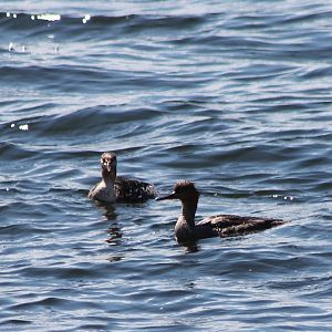 Red-breasted mergansers