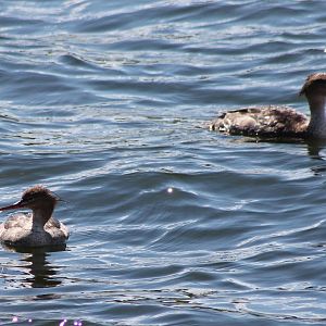 Red-breasted mergansers