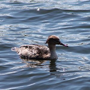 Red-breasted merganser