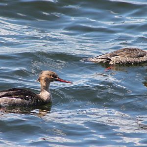 Red-breasted mergansers