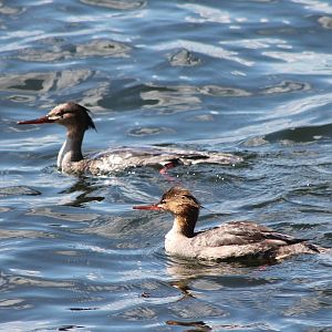 Red-breasted mergansers