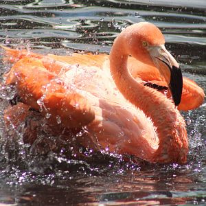Aug. 2016 - Flights of Fancy: A Brilliance of Birds: Caribbean Flamingo