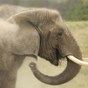 Aug. 2016 - Plains - African Elephant - Sophi