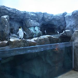 Penguin Plunge (world-class and almost a replica of the one at Saint Louis