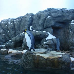 Penguin Plunge (world-class and almost a replica of the one at Saint Louis