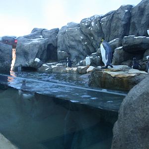 Penguin Plunge (world-class and almost a replica of the one at Saint Louis
