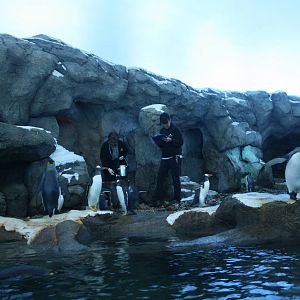 Penguin Plunge (world-class and almost a replica of the one at Saint Louis