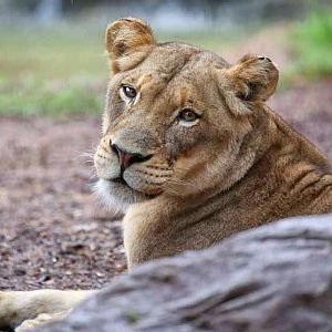 rainy day at the zoo