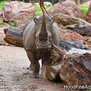 rainy day at the zoo