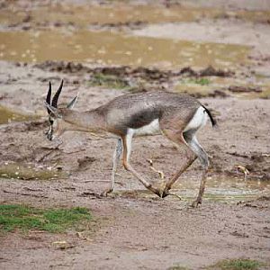 rainy day at the zoo