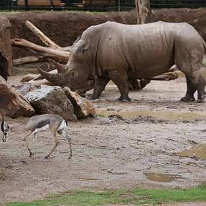 rainy day at the zoo