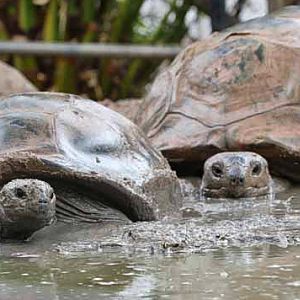 rainy day at the zoo