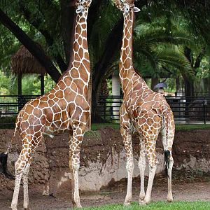 rainy day at the zoo