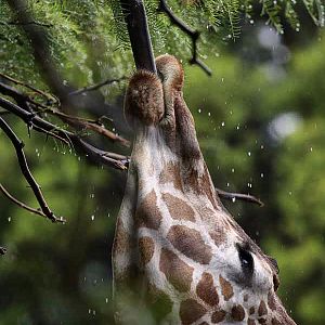 rainy day at the zoo