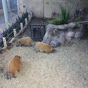 Red River Hog Indoor Exhibit