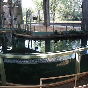 Nile Hippo + Reticulated/Masai Giraffe Exhibits