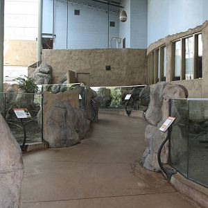 African Crested Porcupine + Meerkat Exhibits