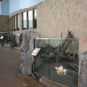Meerkat Exhibit (the entire right-hand side)