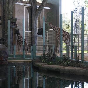 Nile Hippo + Reticulated/Masai Giraffe Exhibits