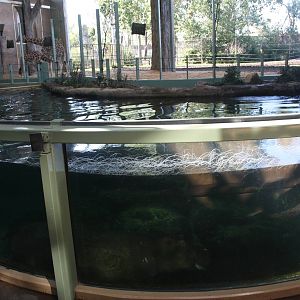 Nile Hippo + Reticulated/Masai Giraffe Exhibits