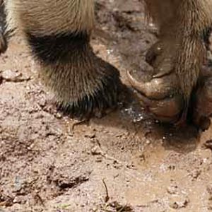 rainy day at the zoo