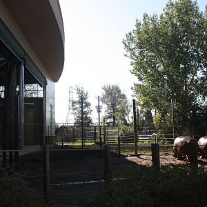 Nile Hippo Outdoor Yard