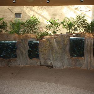 African Rainforest Building - Cichlid Tanks (two)