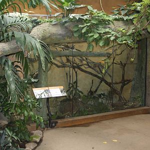 African Rainforest Building - Dumeril's Boa + Malagasy Tree Boa Exhibit